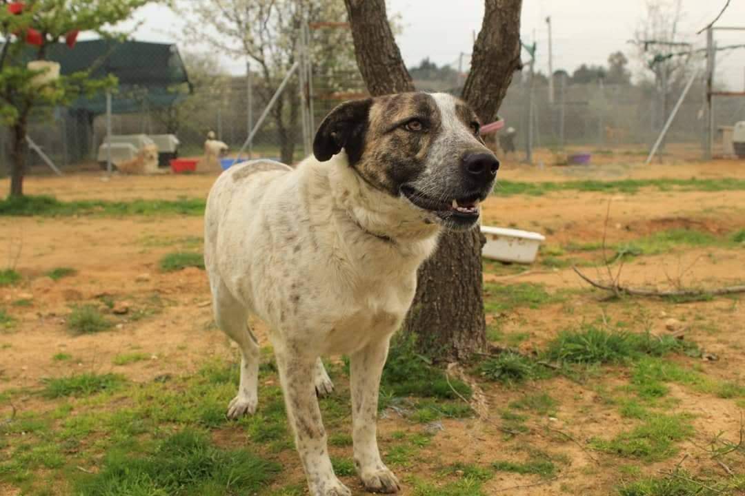 Sara Zorro Dogsavior April19