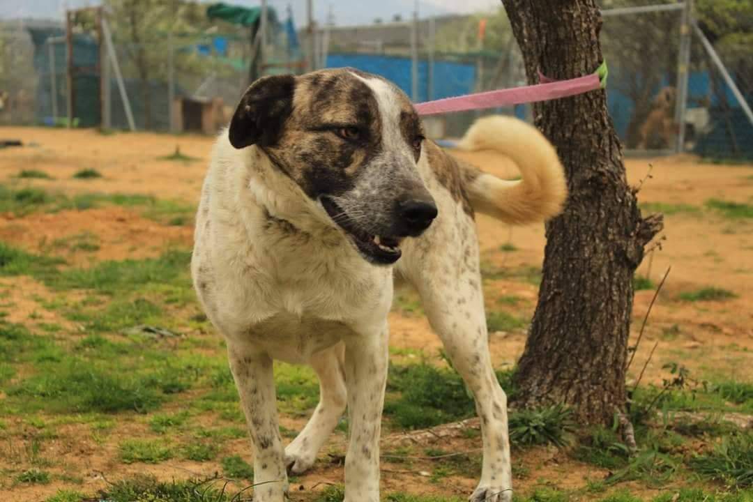Sara Zorro Dogsavior April19 