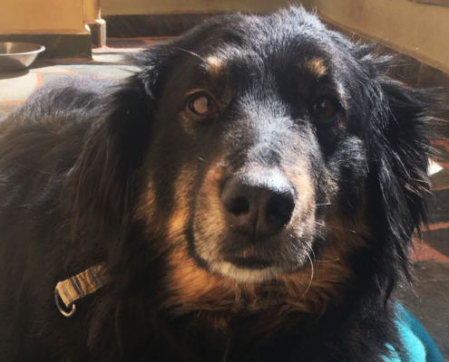 Soeckchen Zorro Beitragsbild