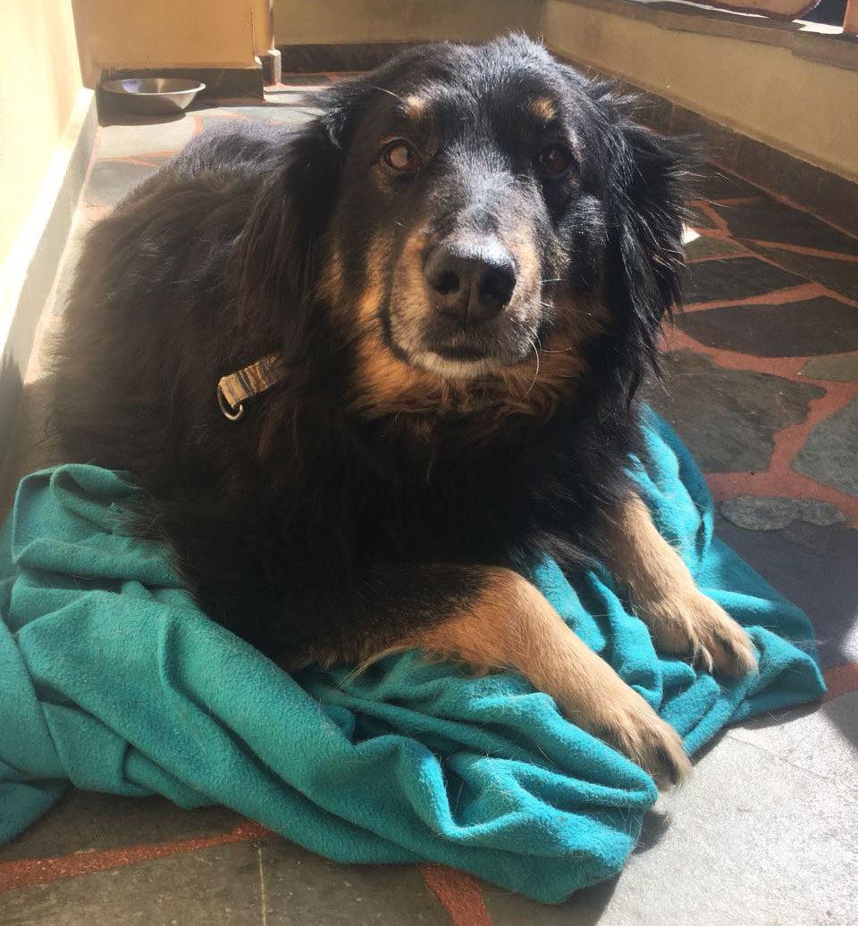 Soeckchen_Zorro_Dogsavior_01