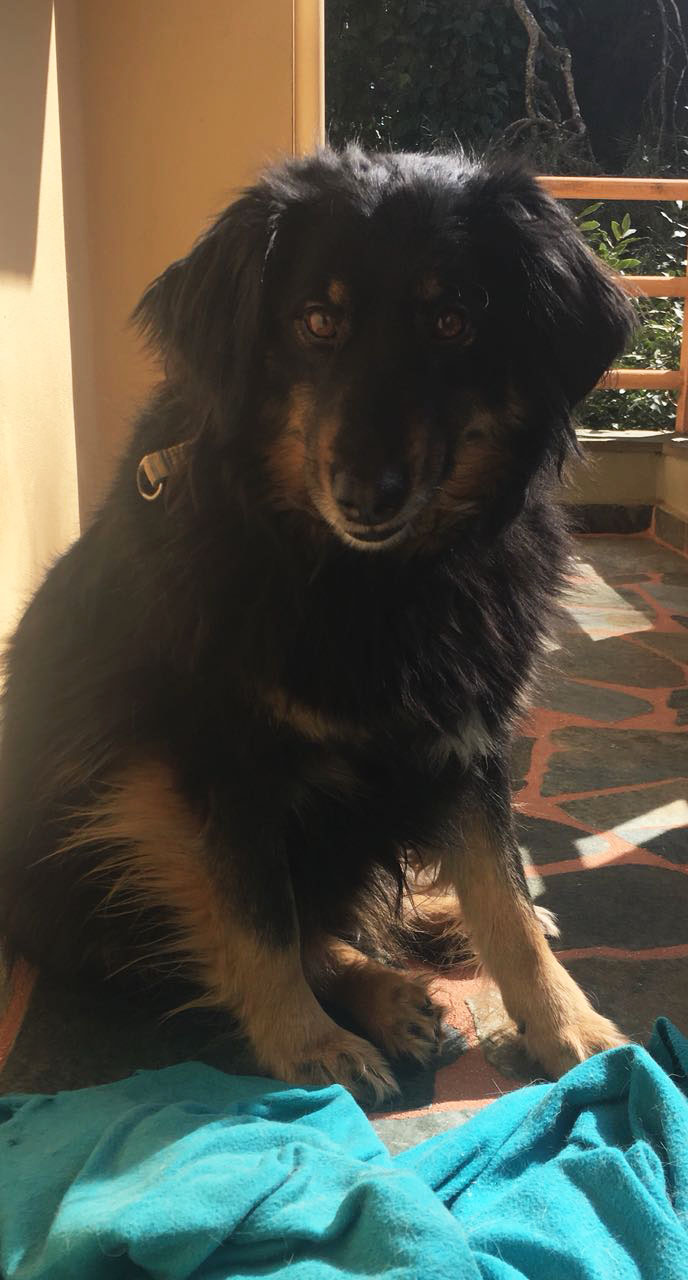 Soeckchen_Zorro_Dogsavior_02