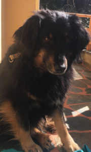 Soeckchen_Zorro_Dogsavior_03