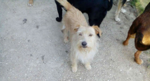 Suzy Zorro Dogsavior Sept