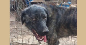 Tasos Zorro Dogsavior Beitragsbild