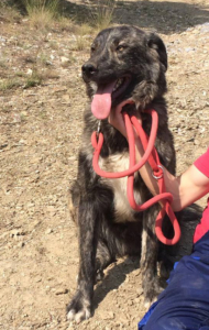 Tasos Zorro Dogsavior Okt1