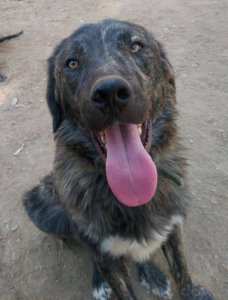 Tasos Zorro Dogsavior Okt2