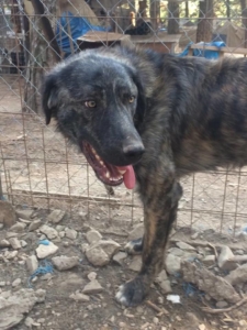 Tasos Zorro Dogsavior Okt3