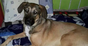 Vicky Zorro Dogsavior Griechenland Beitragsbild