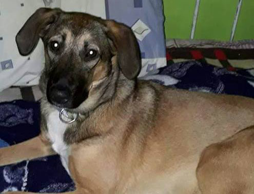 Vicky Zorro Dogsavior Griechenland Beitragsbild