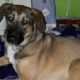 Vicky Zorro Dogsavior Griechenland Beitragsbild