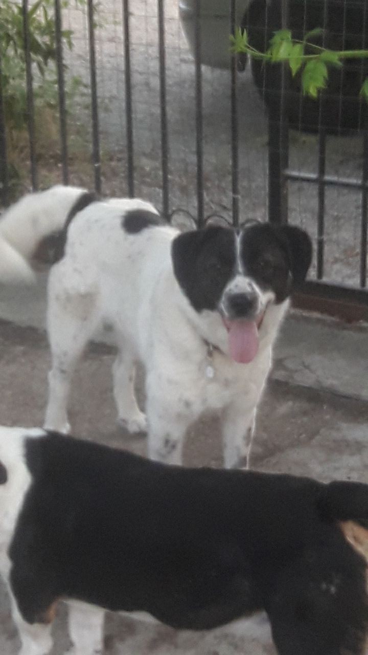 Bella Zorro 