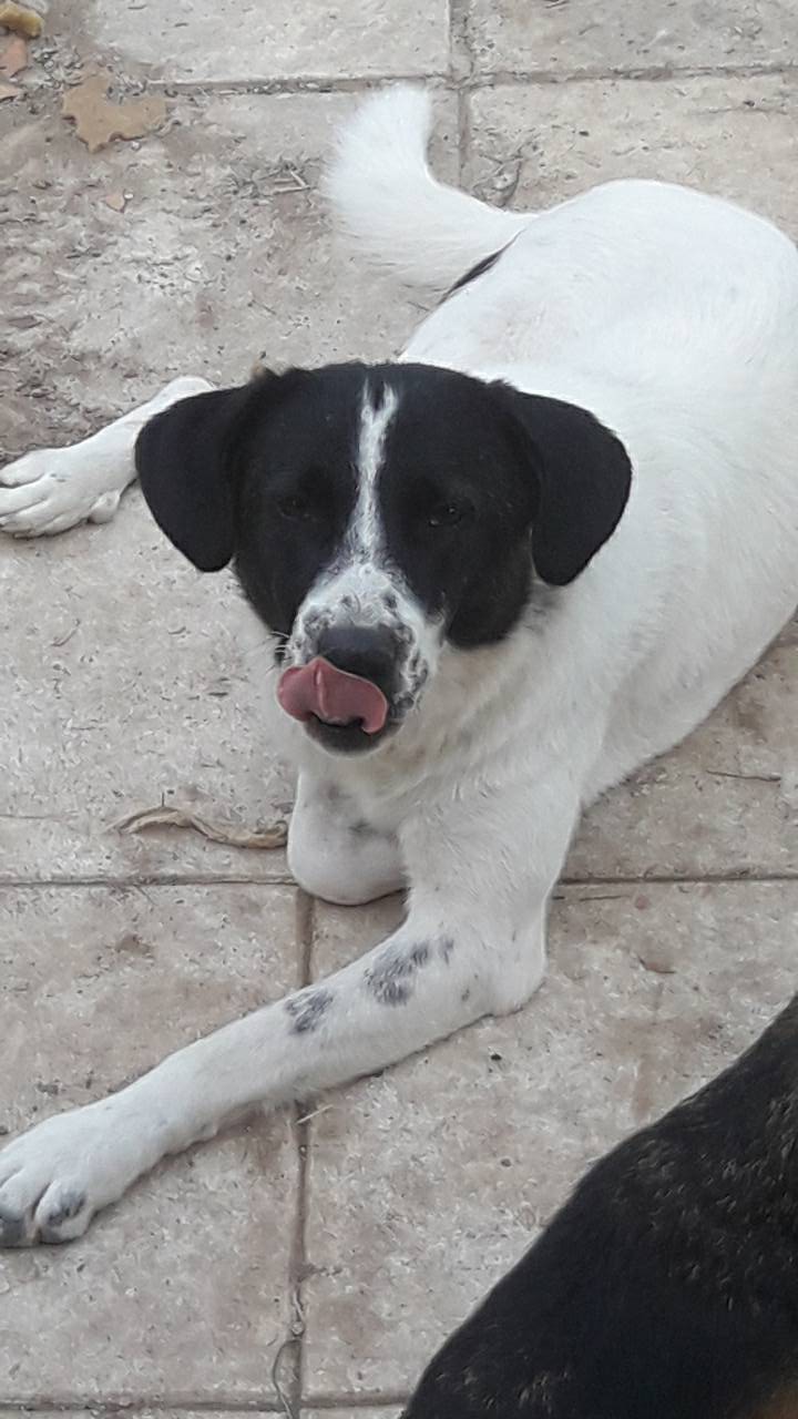 Bella Zorro Dogsavior Aug