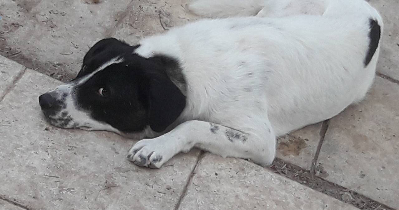 Bella Zorro Dogsavior Aug1