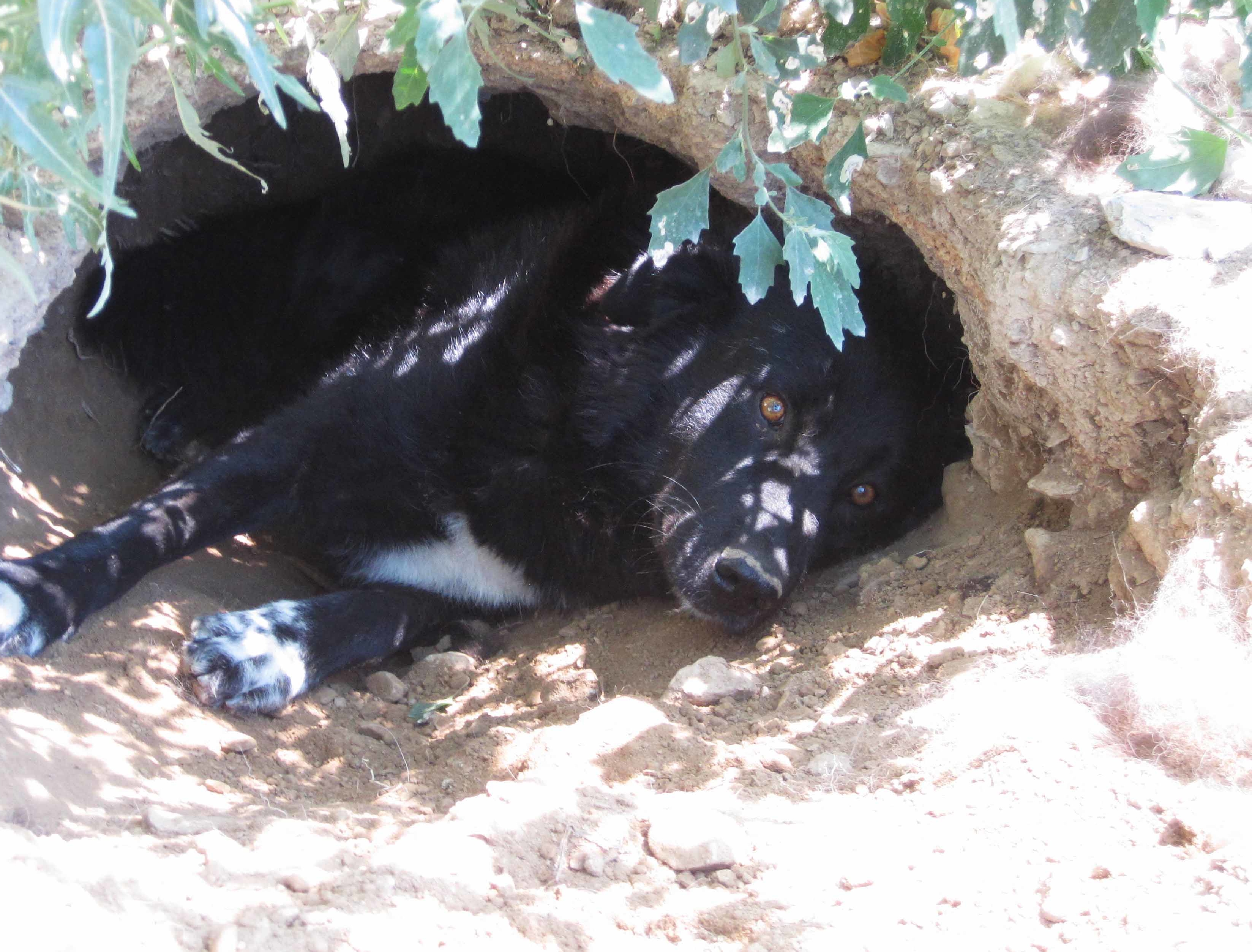BlackJack  Zorro Dogsavior e1563632986814