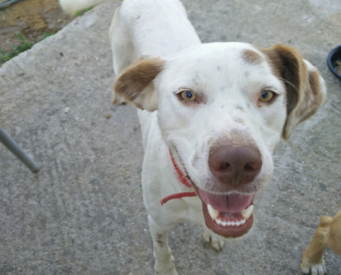 BobbyLee Zorro Dogsavior Aug