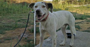 BobbyLee Zorro Dogsavior Beitragsbild Aug