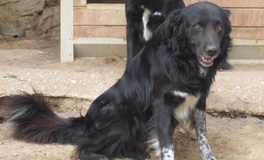 Bruno Zorro Dogsavior