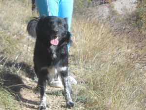 Bruno Zorro Dogsavior 01
