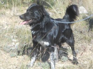 Bruno Zorro Dogsavior 04