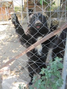 Bruno Zorro Dogsavior 05