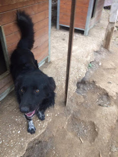 Bruno Zorro Dogsavior 06