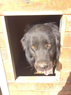 Bruno Zorro Dogsavior 07