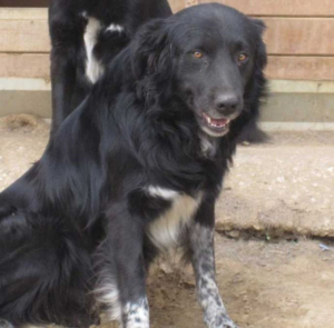Bruno Zorro Dogsavior 7
