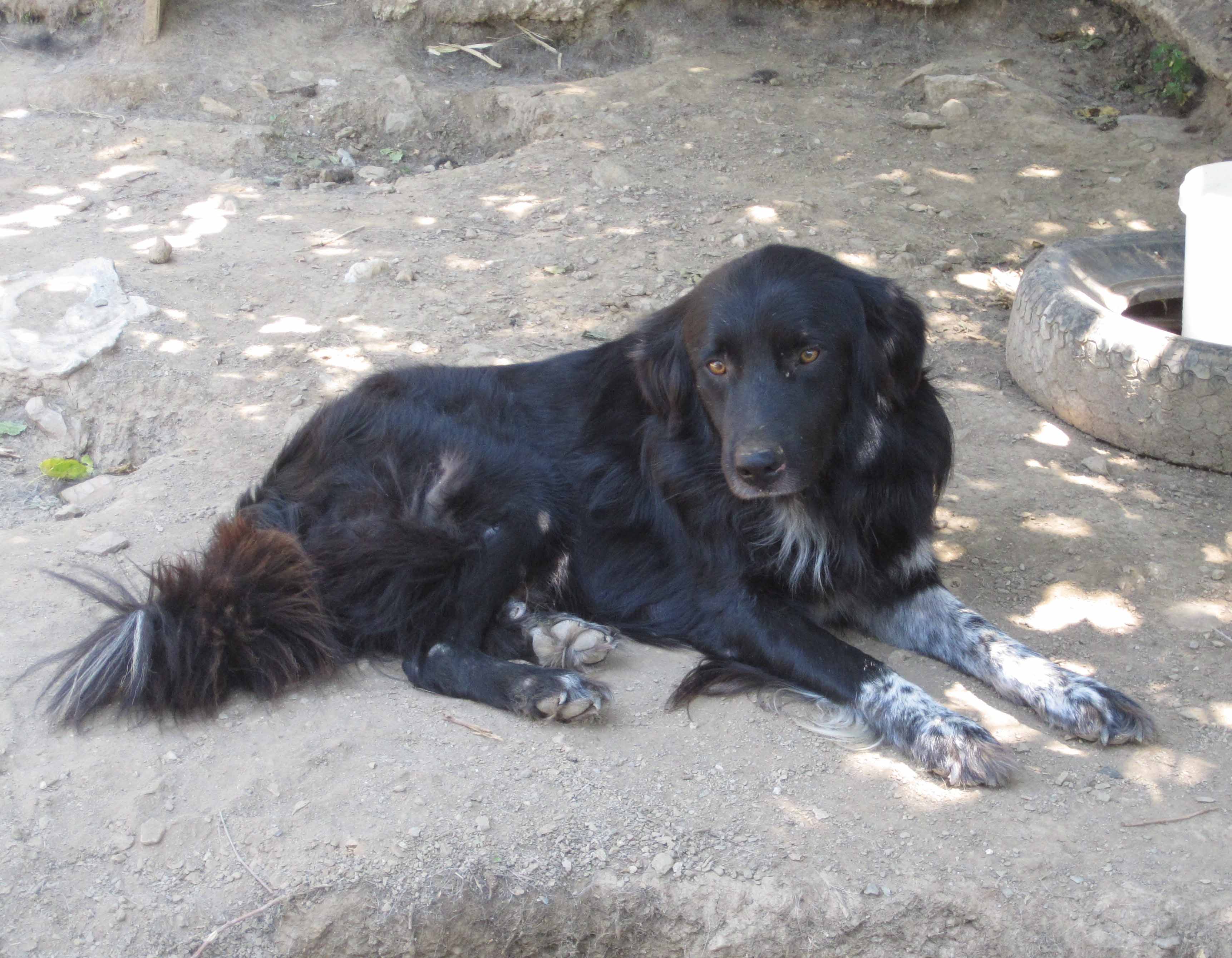 Bruno  Zorro Dogsavior