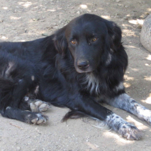 Bruno  Zorro Dogsavior Beitragsbild HP neu