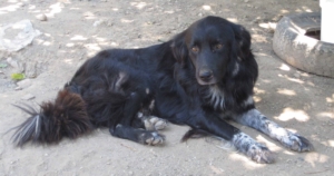 Bruno  Zorro Dogsavior Beitragsbild neu