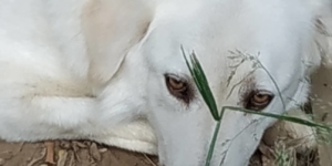 Candy Aerzen Adoptieren e1563629053612