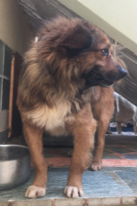 Coco Zorro Tierschutz Griechenland