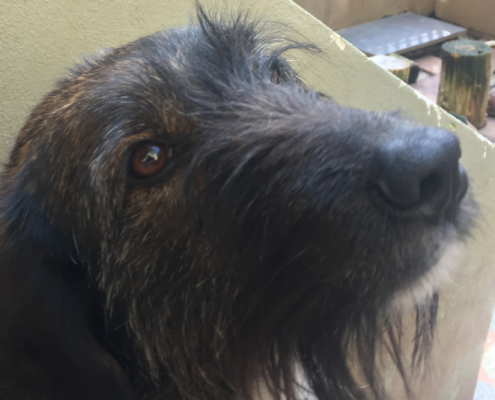 Daisy Beitragsbild Zorro Dogsavior