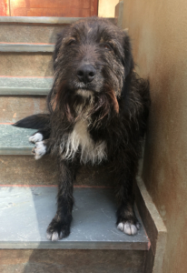 Daisy Zorro Dogsavior 01