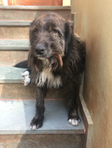 Daisy Zorro Dogsavior 02