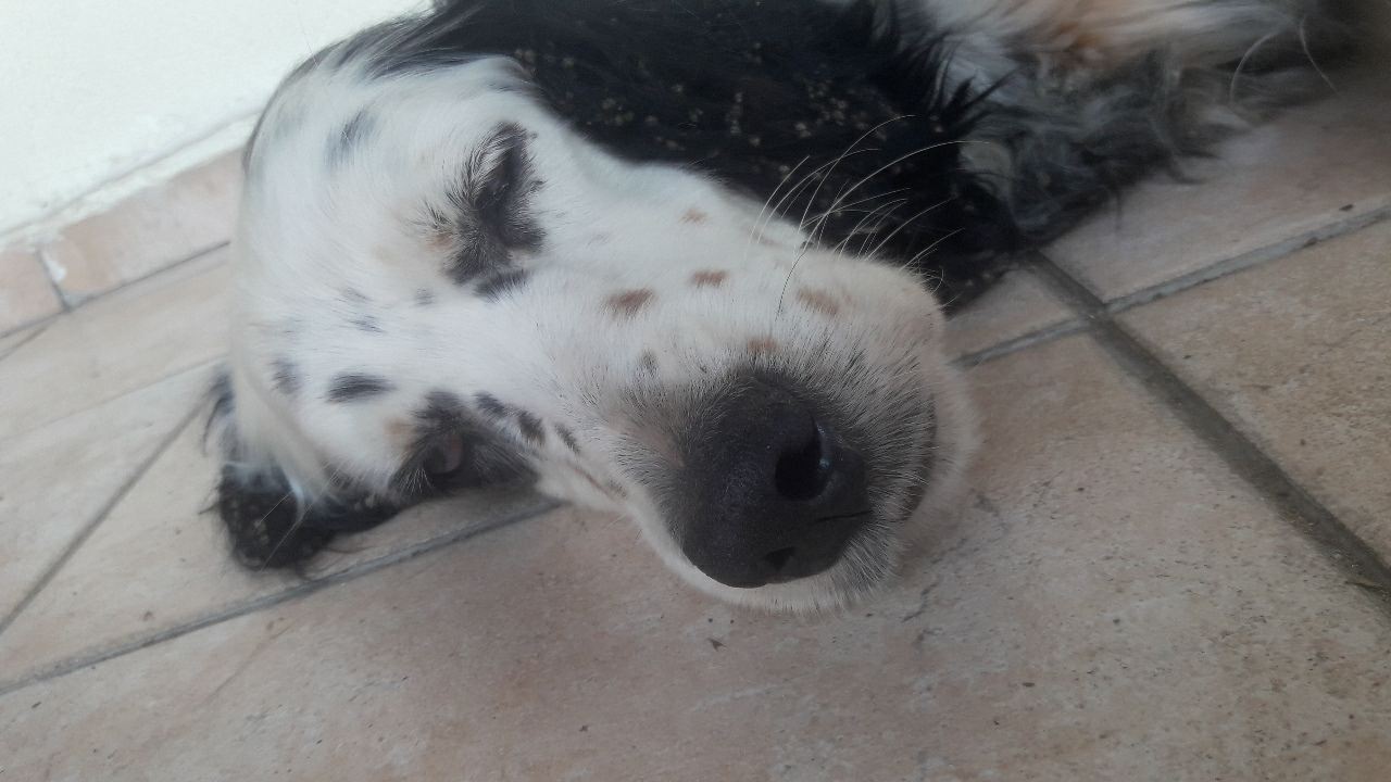 Dori Notfall Zorro