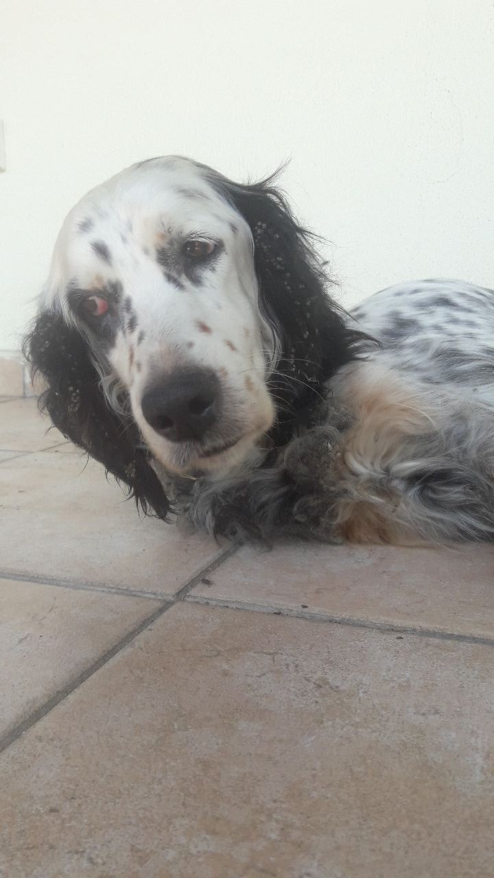 Dori Zorro