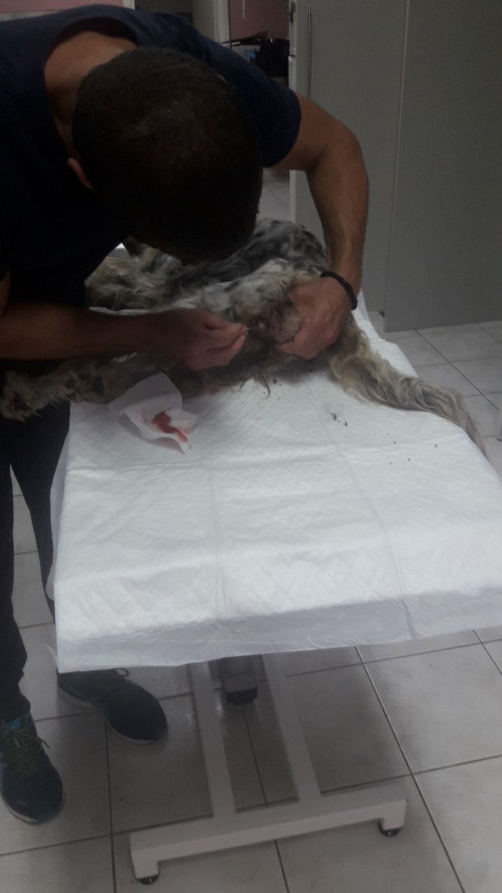 Dori beim Vet Gr