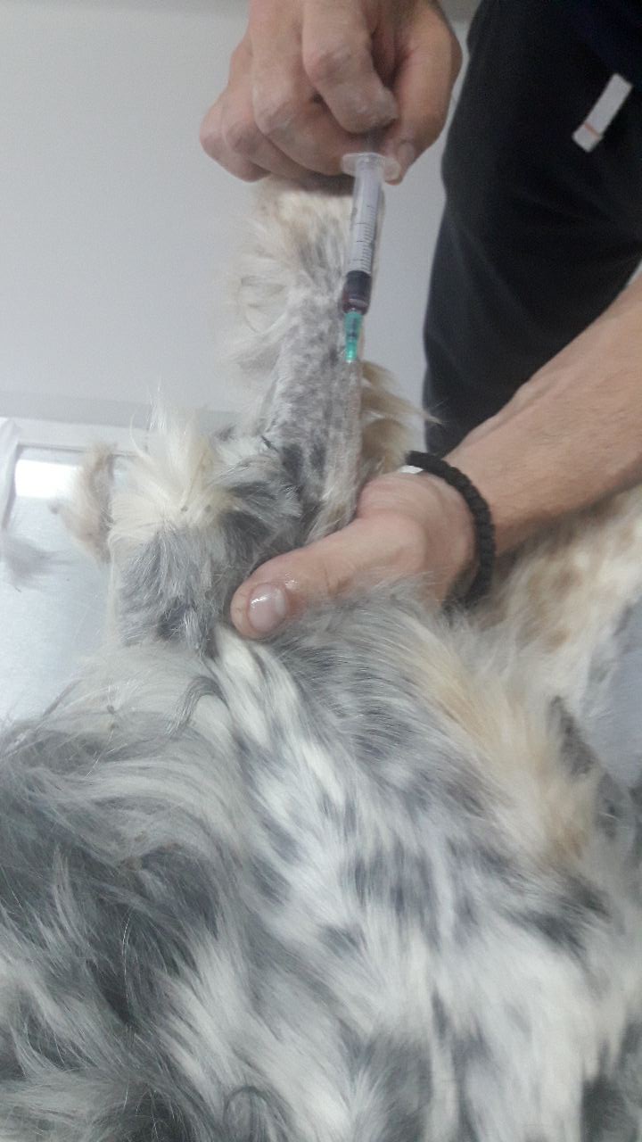Dori beim Vet