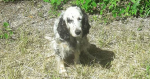 Dori Zorro Griechenland Beitragsbild