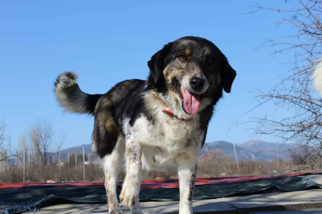 Karol Zorro Dogsavior April19 