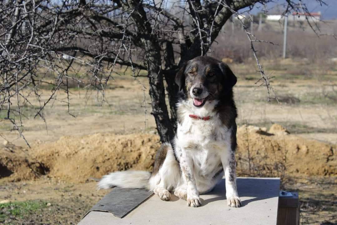 Karol Zorro Dogsavior April19 1