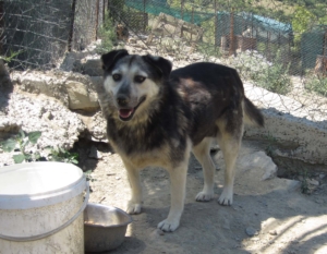 Lavinia  Zorro Dogsavior