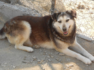 Lazarina Zorro Griechenland 01
