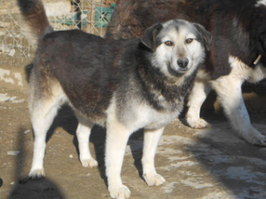 Lazarina Zorro Griechenland 04