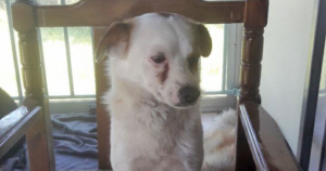 Leopold Zorro Dogasvior Beitragsbild neu