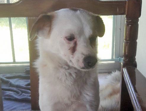 Leopold Zorro Dogasvior Beitragsbild neu