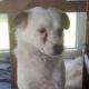 Leopold Zorro Dogasvior Beitragsbild neu