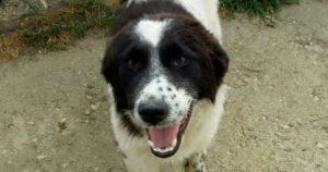 Lisa Beitragsbild Zorro Dogsavior