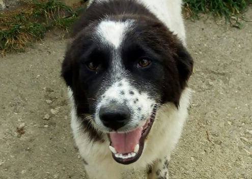 Lisa Beitragsbild Zorro Dogsavior